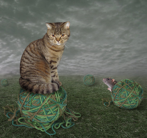 猫在纱线球上图片下载