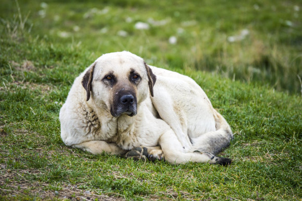 狗，狗，狗，肖像狗图片，不同品种的狗，躺着的狗，玩着的狗，睡觉的狗图片，有趣和美丽的狗图片，流浪狗，饥饿和疲倦的狗，可爱的狗图片下载