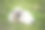狗，狗，狗，肖像狗图片，不同品种的狗，躺着的狗，玩着的狗，睡觉的狗图片，有趣和美丽的狗图片，流浪狗，饥饿和疲倦的狗，可爱的狗图片下载