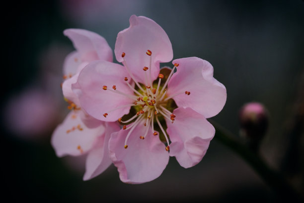 高丽油桃绽放图片下载