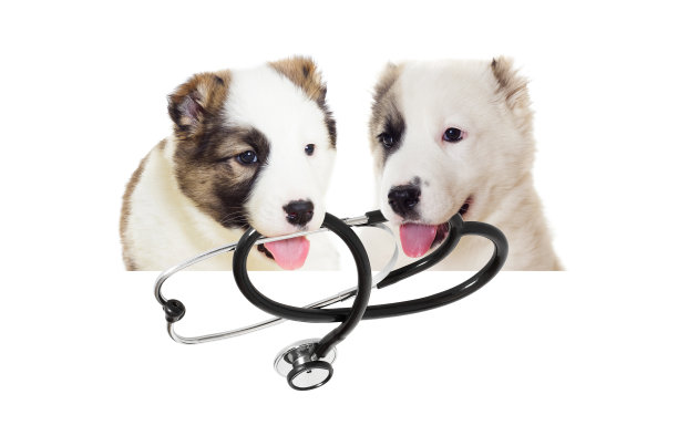 兽医小狗图片下载