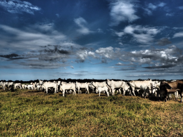 夏天在养牛场图片下载