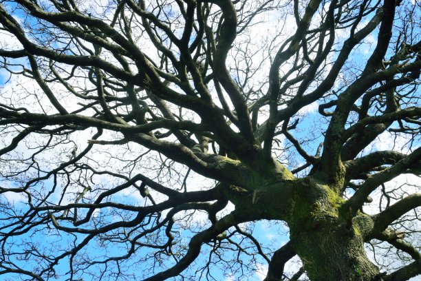 光秃秃的树枝在冬天。图片下载