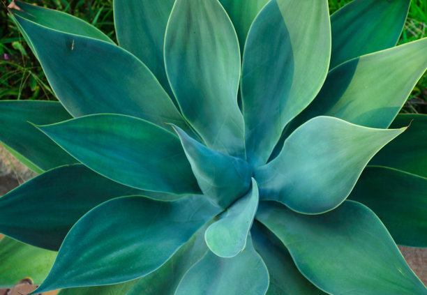 多汁的户外植物图片下载