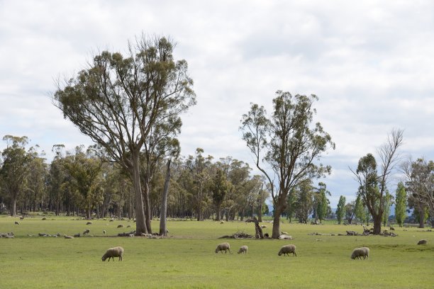 桉树树干在塔斯马尼亚景观图片下载