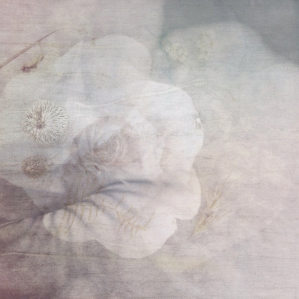 花瓣，蕨类和花复古风格图片下载