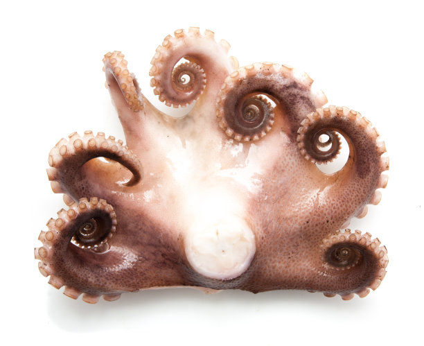 章鱼的触须孤立在白色背景上素材图片