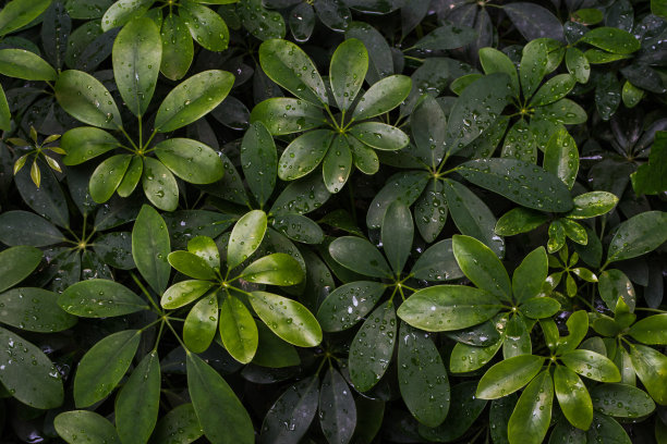 树叶图片素材ID：160991374