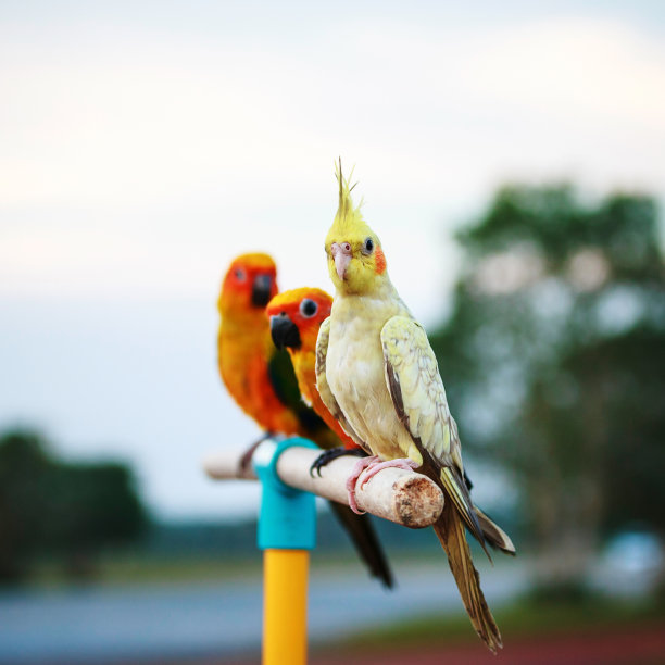 澳洲鹦鹉鹦鹉,鸟图片下载