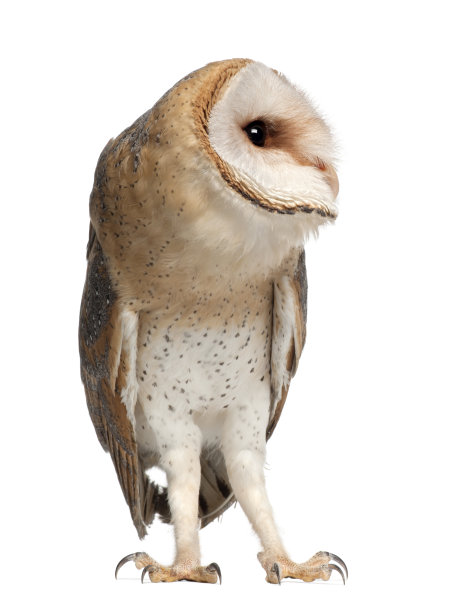 仓鸮，Tyto alba, 4个月大，站着图片下载