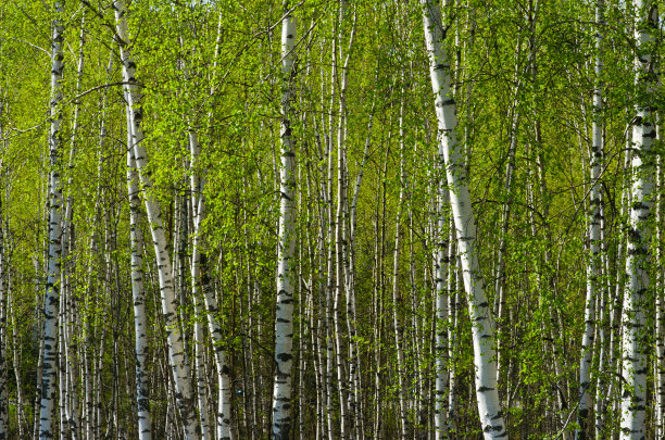 白桦树林图片下载