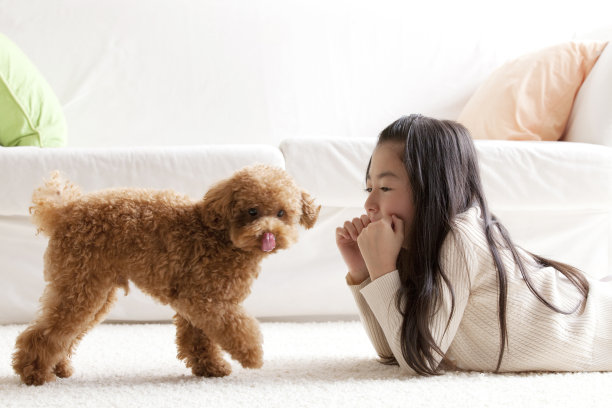 一只女孩玩具狮子狗图片下载