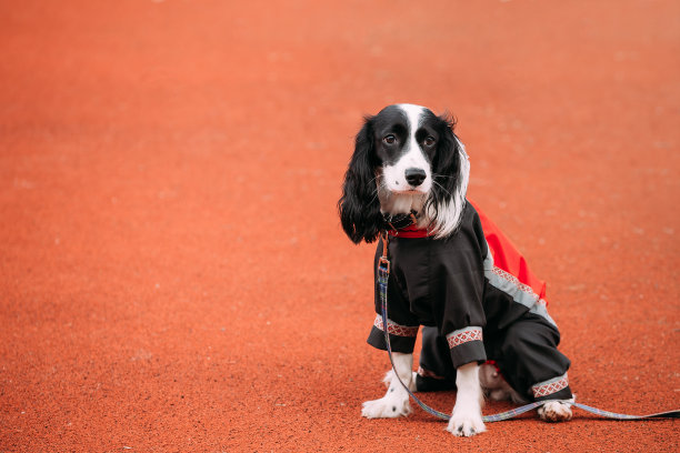 年轻的俄罗斯猎犬坐在户外图片下载
