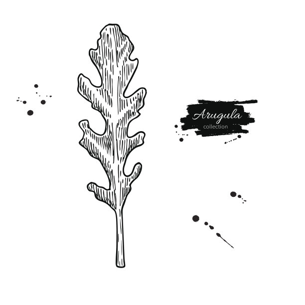 芝麻叶手绘矢量图。孤立的蔬菜雕刻风格对象。详细的素食图片下载