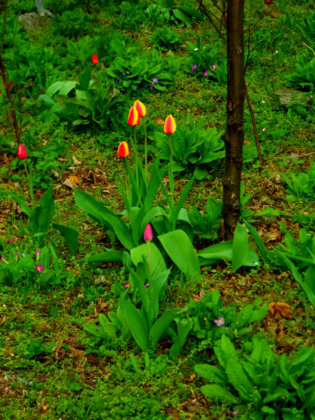 充满活力的花园中的郁金香图片下载