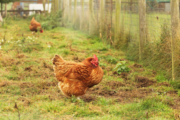 橙红色的母鸡在草圈图片下载