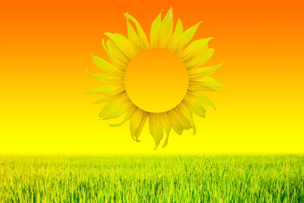 日出向日葵图片下载