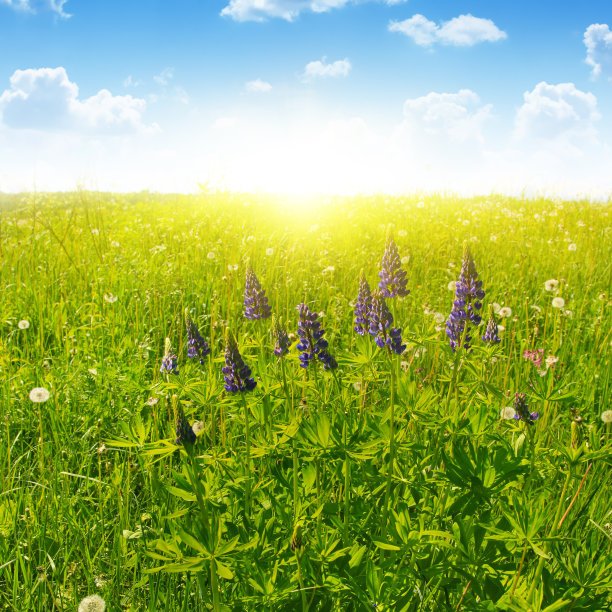 夏日的田野和阳光。图片下载