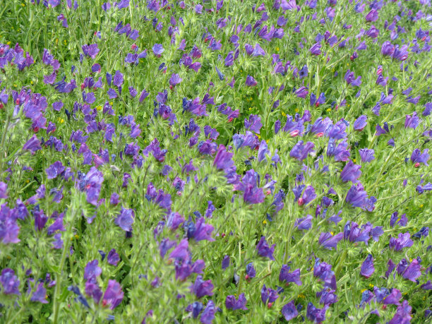 紫色花朵的领域图片下载