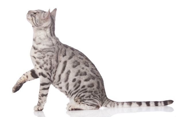 孟加拉猫坐在一边，爪子向上图片下载