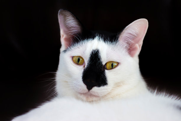 白色的猫,黑色的鼻子图片下载