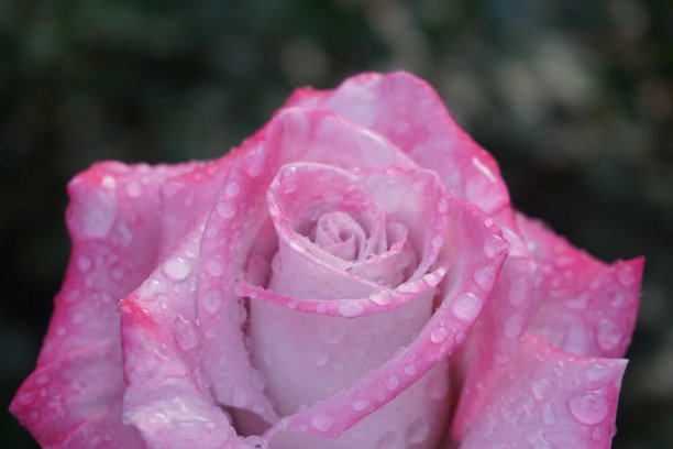 露珠粉红玫瑰图片下载