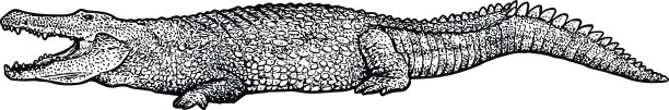 鳄鱼插图，绘画，雕刻，水墨，线条艺术，矢量素材图片