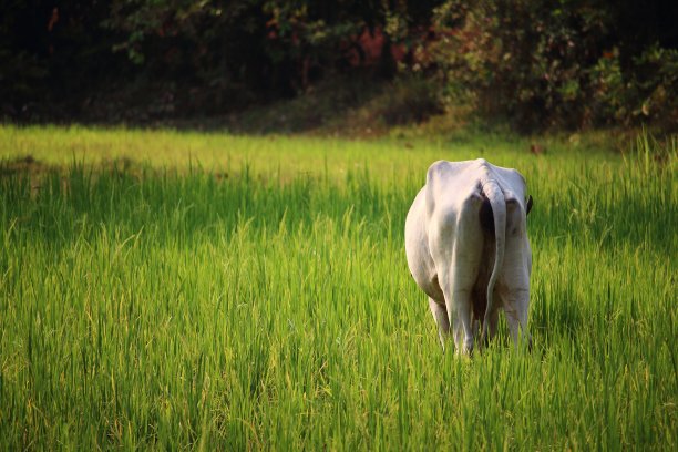 稻田,印度支那图片下载