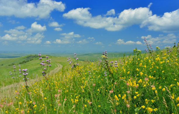 盛开的健康图片下载