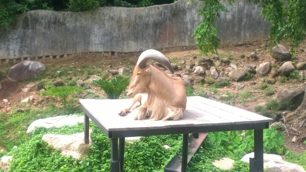 坐在山羊图片下载