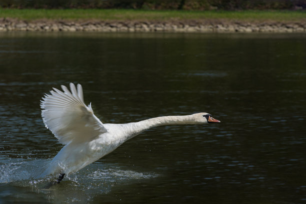 在娃河上放飞/降落白天鹅图片下载