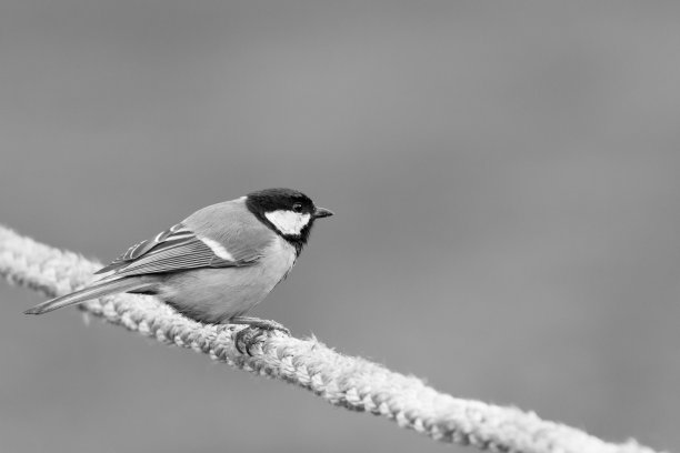 大山雀图片下载