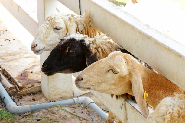 泰国牧羊场图片下载