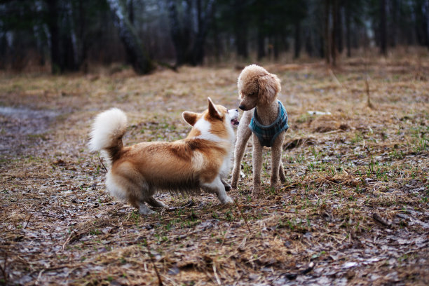 可爱的小狗狗图片下载