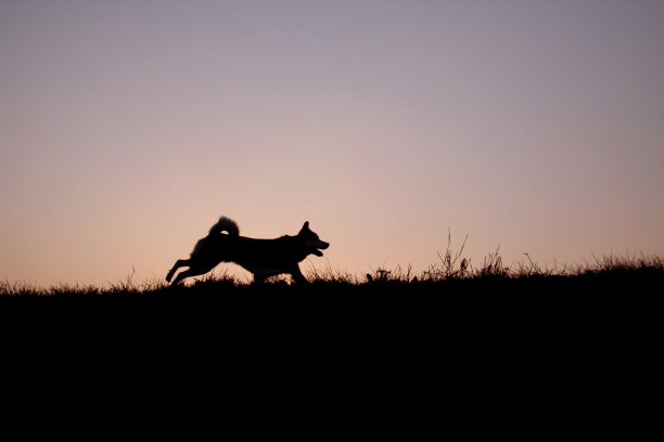 红色的天空和狗图片下载