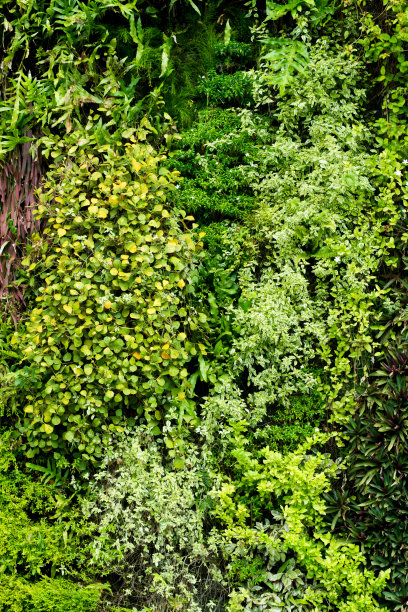 美丽的叶子图片下载