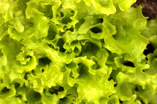 菜园中的莴苣点图片下载