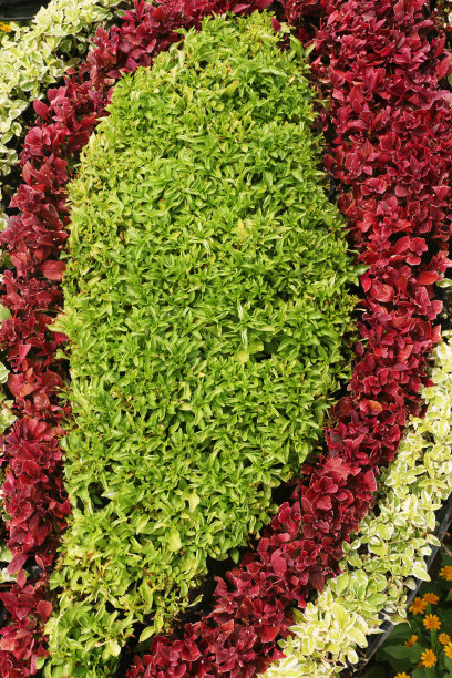 绿草背景纹理。图片下载