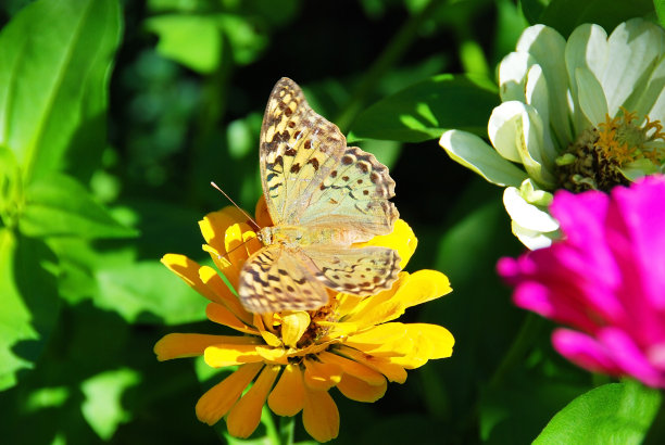 百日花上的蝴蝶图片下载