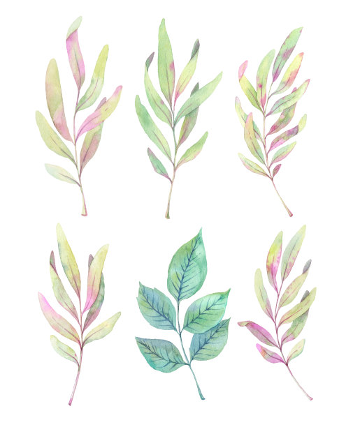 手绘水彩插图。春天的树叶和树枝。花的设计元素。完美的婚礼邀请，贺卡，博客，海报和更多图片下载