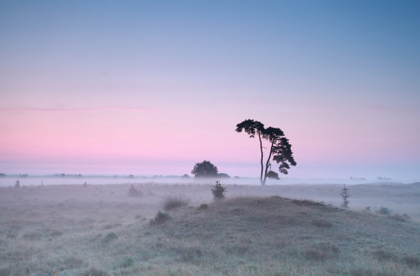 平静的薄雾日出，草地上有松树素材图片