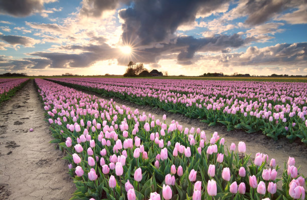 荷兰，阳光照在郁金香地里图片下载
