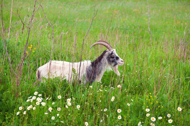 绿色草地上的山羊开着雏菊花图片下载