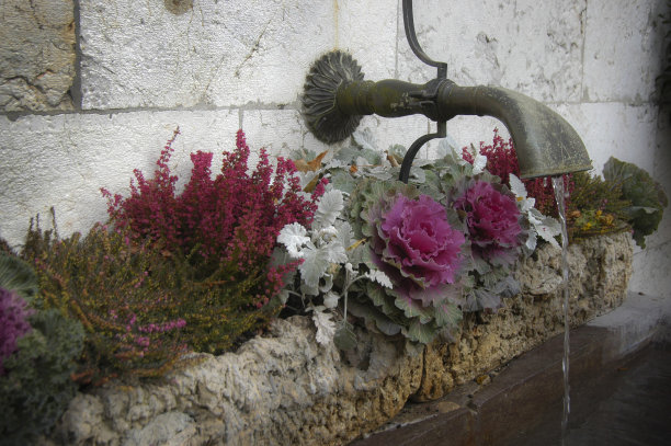 花喷泉图片下载