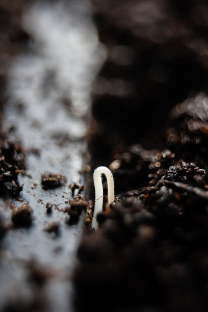 番茄发芽的种子图片下载