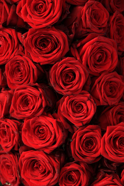 大的红玫瑰素材图片