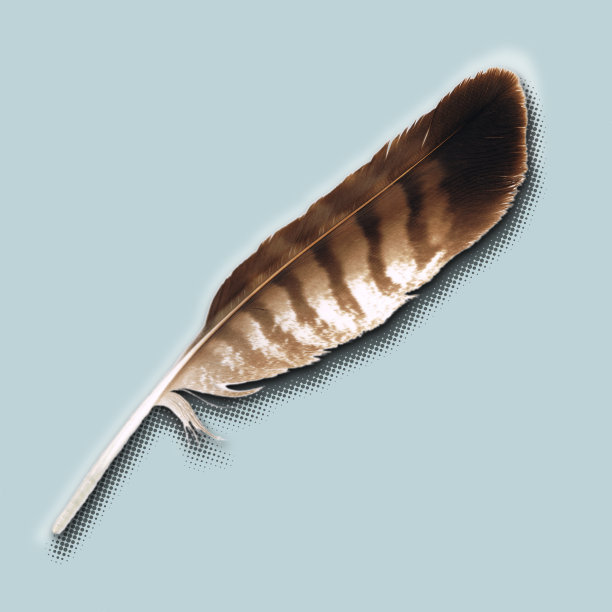 秃鹰的尾羽图片下载