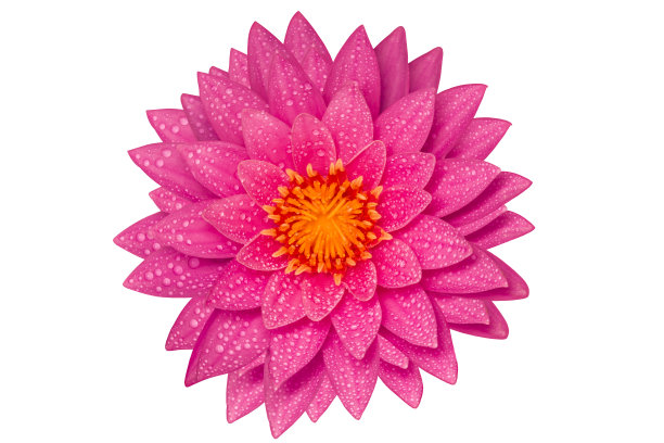 水礼来公司图片下载