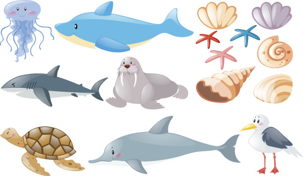不同种类的海洋动物素材图片