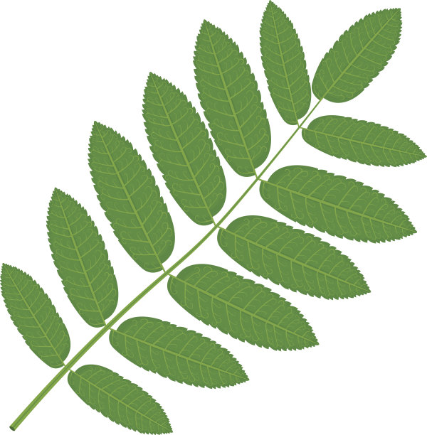 绿色花叶矢量插图孤立在白色的背景图片下载
